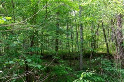 property photo for Cedar Creek Tract 17, 10.9 acres for sale in Perry County, Tennessee