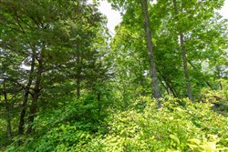 property photo for Cedar Creek Tract 17, 10.9 acres for sale in Perry County, Tennessee