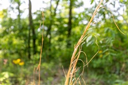 property photo for Cedar Creek Tract 17, 10.9 acres for sale in Perry County, Tennessee