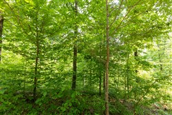 property photo for Cedar Creek Tract 18, 9.1 acres for sale in Perry County, Tennessee