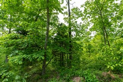 property photo for Cedar Creek Tract 19, 8.44 acres for sale in Perry County, Tennessee