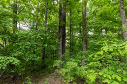 property photo for Cedar Creek Tract 19, 8.44 acres for sale in Perry County, Tennessee