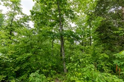 property photo for Cedar Creek Tract 19, 8.44 acres for sale in Perry County, Tennessee