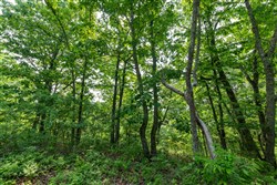 property photo for Cedar Creek Tract 2, 4.75 acres for sale in Perry County, Tennessee