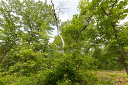 property photo for Cedar Creek Tract 2, 4.75 acres for sale in Perry County, Tennessee