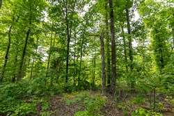 property photo for Cedar Creek Tract 20, 5.03 acres for sale in Perry County, Tennessee