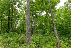 property photo for Cedar Creek Tract 20, 5.03 acres for sale in Perry County, Tennessee