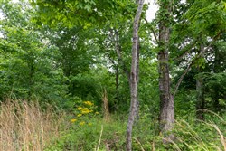 property photo for Cedar Creek Tract 22, 8.52 acres for sale in Perry County, Tennessee