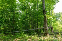 property photo for Cedar Creek Tract 23, 11.2 acres for sale in Perry County, Tennessee