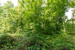 property photo for Cedar Creek Tract 23, 11.2 acres for sale in Perry County, Tennessee