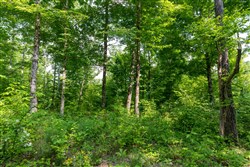 property photo for Cedar Creek Tract 23, 11.2 acres for sale in Perry County, Tennessee