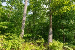 Cedar Creek Tract 25