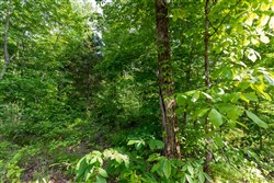 Cedar Creek Tract 25