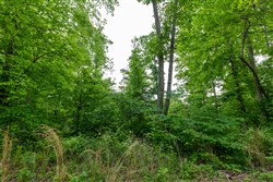property photo for Cedar Creek Tract 26, 5.76 acres for sale in Perry County, Tennessee
