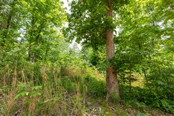 property photo for Cedar Creek Tract 27, 5.44 acres for sale in Perry County, Tennessee