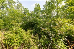 Cedar Creek Tract 29