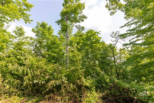 Cedar Creek Tract 29