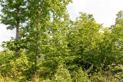 Cedar Creek Tract 29