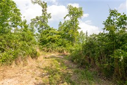 Cedar Creek Tract 29