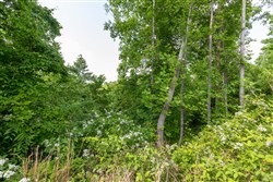 Cedar Creek Tract 29