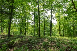 property photo for Cedar Creek Tract 3, 2.67 acres for sale in Perry County, Tennessee