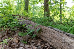 property photo for Cedar Creek Tract 3, 2.67 acres for sale in Perry County, Tennessee