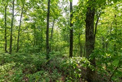 property photo for Cedar Creek Tract 3, 2.67 acres for sale in Perry County, Tennessee