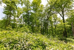 property photo for Cedar Creek Tract 30, 6.13 acres for sale in Perry County, Tennessee