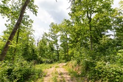 property photo for Cedar Creek Tract 30, 6.13 acres for sale in Perry County, Tennessee