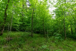 property photo for Cedar Creek Tract 31, 5.66 acres for sale in Perry County, Tennessee