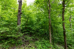 property photo for Cedar Creek Tract 31, 5.66 acres for sale in Perry County, Tennessee