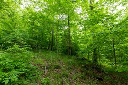 property photo for Cedar Creek Tract 31, 5.66 acres for sale in Perry County, Tennessee