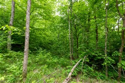 property photo for Cedar Creek Tract 31, 5.66 acres for sale in Perry County, Tennessee
