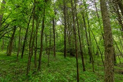 property photo for Cedar Creek Tract 32, 6.47 acres for sale in Perry County, Tennessee