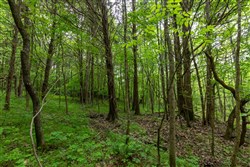 property photo for Cedar Creek Tract 32, 6.47 acres for sale in Perry County, Tennessee
