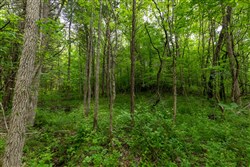 property photo for Cedar Creek Tract 32, 6.47 acres for sale in Perry County, Tennessee