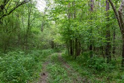 property photo for Cedar Creek Tract 33, 5.05 acres for sale in Perry County, Tennessee