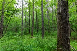 property photo for Cedar Creek Tract 33, 5.05 acres for sale in Perry County, Tennessee