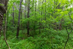property photo for Cedar Creek Tract 33, 5.05 acres for sale in Perry County, Tennessee