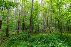 property photo for Cedar Creek Tract 33, 5.05 acres for sale in Perry County, Tennessee