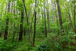 property photo for Cedar Creek Tract 33, 5.05 acres for sale in Perry County, Tennessee