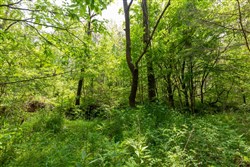 property photo for Cedar Creek Tract 34, 5.19 acres for sale in Perry County, Tennessee