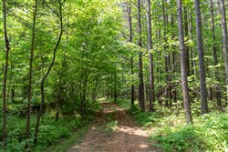 property photo for Cedar Creek Tract 35, 5.84 acres for sale in Perry County, Tennessee