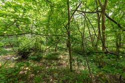 property photo for Cedar Creek Tract 35, 5.84 acres for sale in Perry County, Tennessee