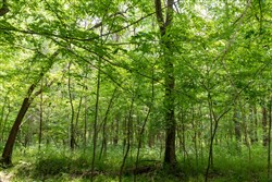 property photo for Cedar Creek Tract 35, 5.84 acres for sale in Perry County, Tennessee