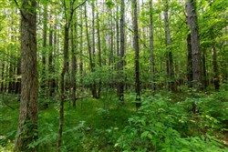 property photo for Cedar Creek Tract 36, 7.56 acres for sale in Perry County, Tennessee