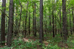 property photo for Cedar Creek Tract 36, 7.56 acres for sale in Perry County, Tennessee