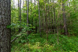 property photo for Cedar Creek Tract 36, 7.56 acres for sale in Perry County, Tennessee