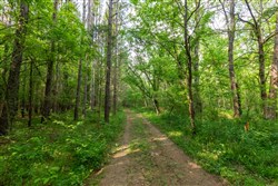 property photo for Cedar Creek Tract 36, 7.56 acres for sale in Perry County, Tennessee