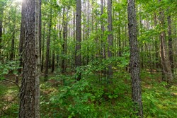 property photo for Cedar Creek Tract 36, 7.56 acres for sale in Perry County, Tennessee